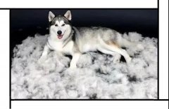 毛質(zhì)差、過度脫毛？華興重磅推出犬美毛處方糧